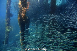 vibrant life under a jetty in Raja Ampat by Andre Philip 